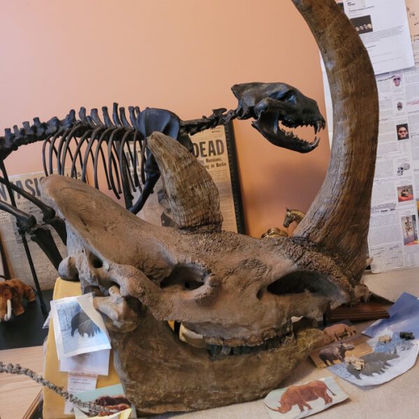A dinosaur skull sitting on top of a table.