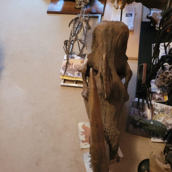 A large animal head is on the floor.