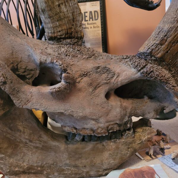 A close up of the skull of an animal