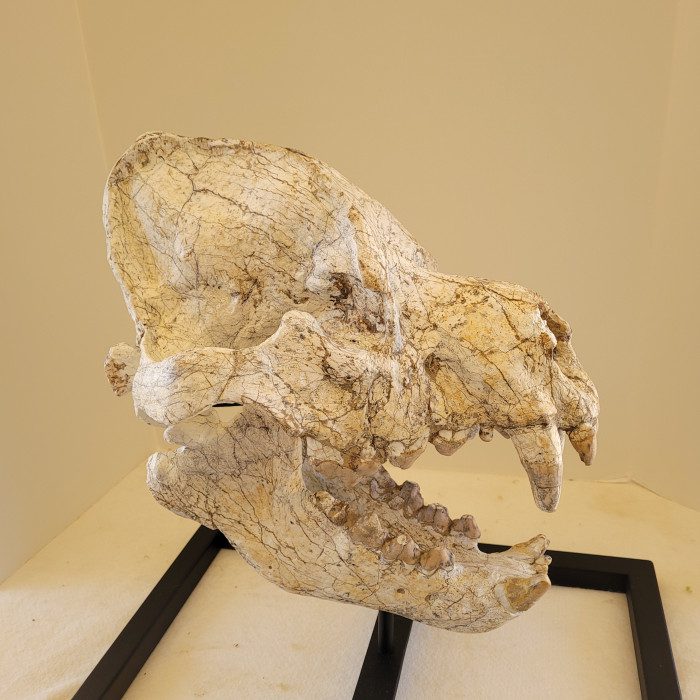 A close up of the skull of an animal