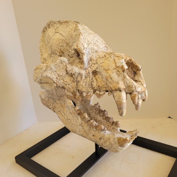 A skull of an animal on display in front of a white wall.