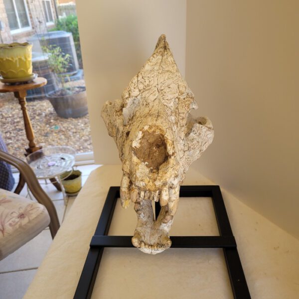 A skull is sitting on top of a table.