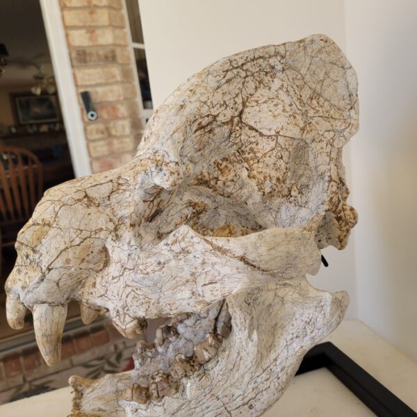 A large animal skull sitting on top of a table.