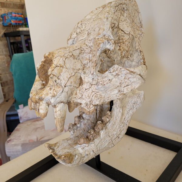 A skull of an animal on display in a room.