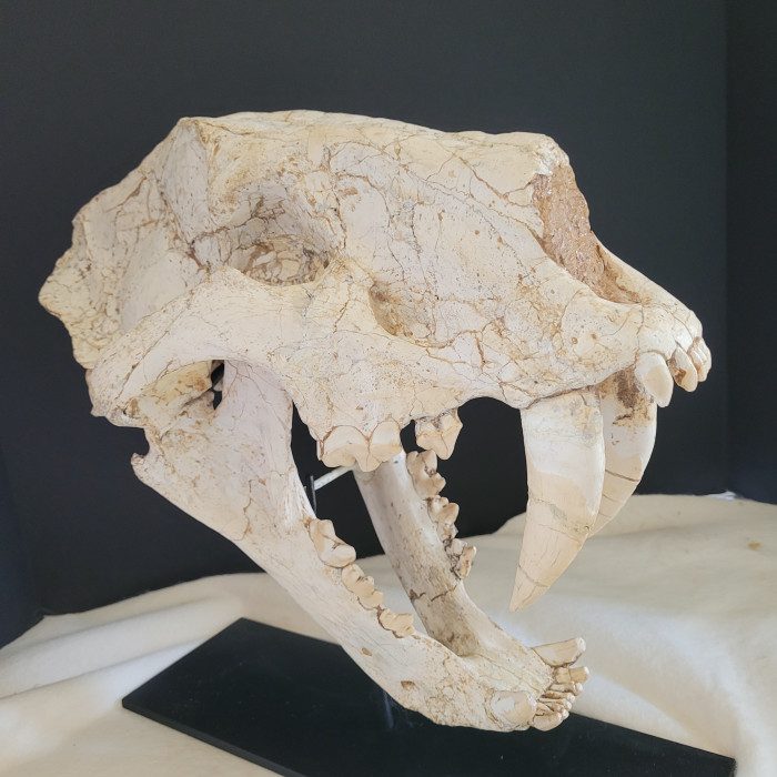 A close up of the skull of an animal