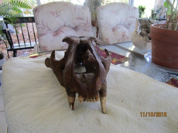 A brown animal sitting on top of a white rug.