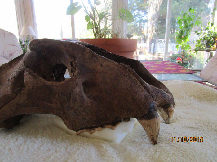 A cow 's skull is sitting on the floor.