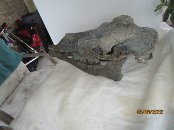 A dinosaur head sitting on top of a bed.