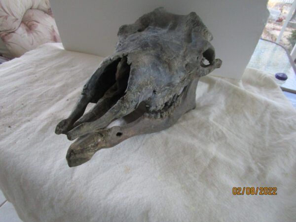 A horse skull sitting on top of a bed.