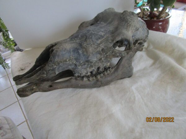 A skull of an animal on top of a white blanket.