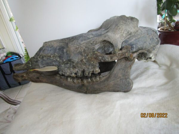 A skull with teeth and a plant in the middle of it.