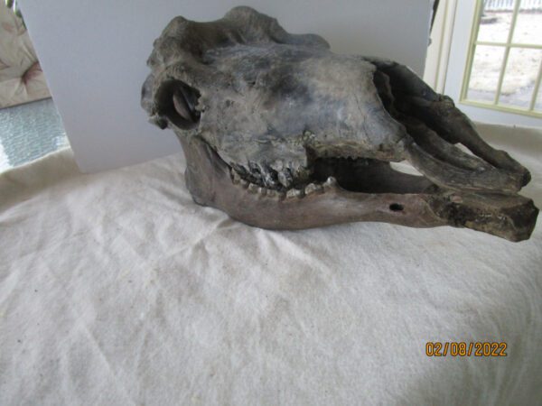 A skull of an animal on top of a bed.
