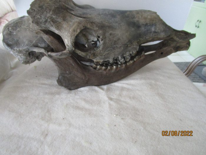 A horse skull on top of the bed