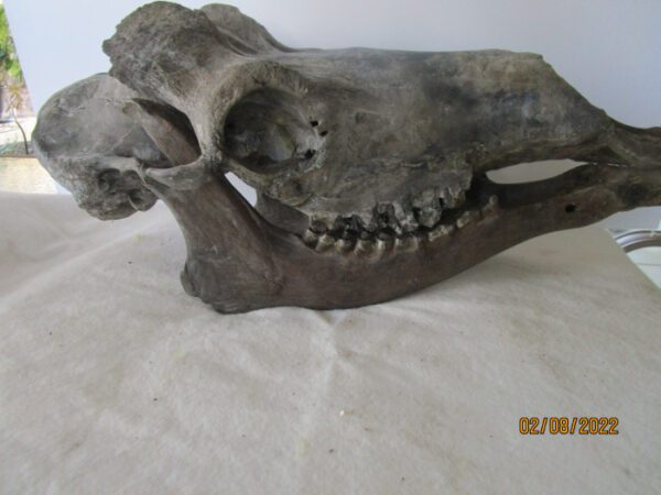 A skull of an animal on top of a bed.