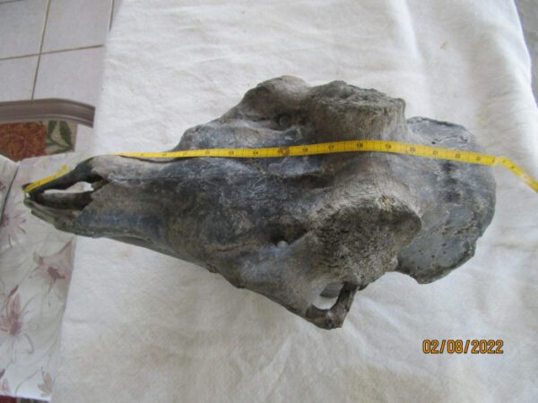 A large animal skull with a yellow measuring tape around it.