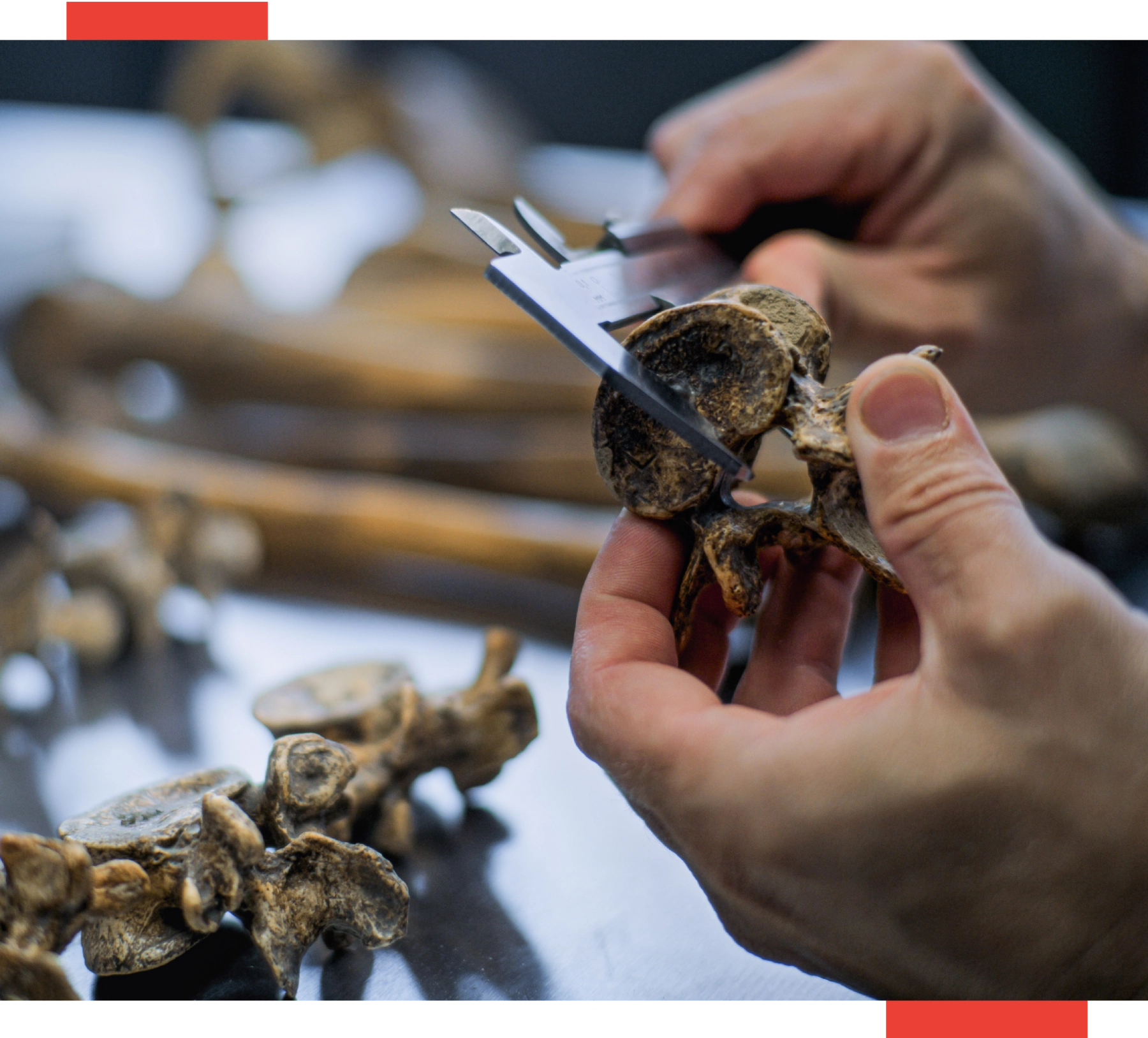 A person cutting mushrooms with scissors.