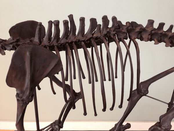 A close up of the back end of an animal skeleton.