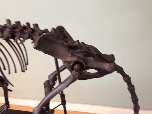 A close up of the skeleton of an animal