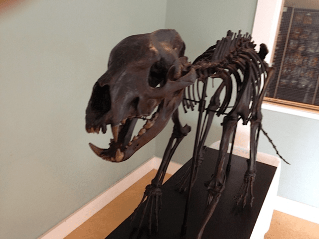 beardog27 A skeleton of an animal with long teeth.