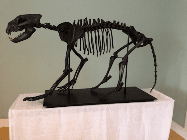 A skeleton of an animal on display at the museum.