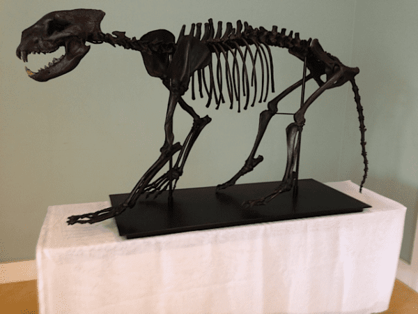 A skeleton of an animal on display in a room.