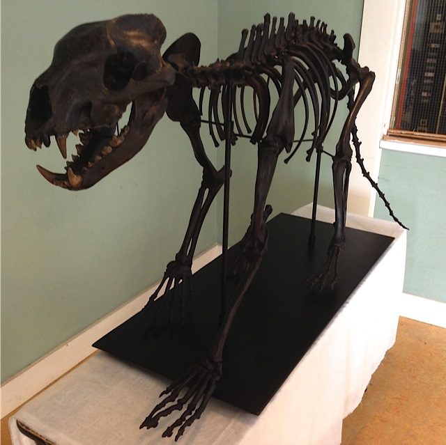A skeleton of an animal with long teeth.