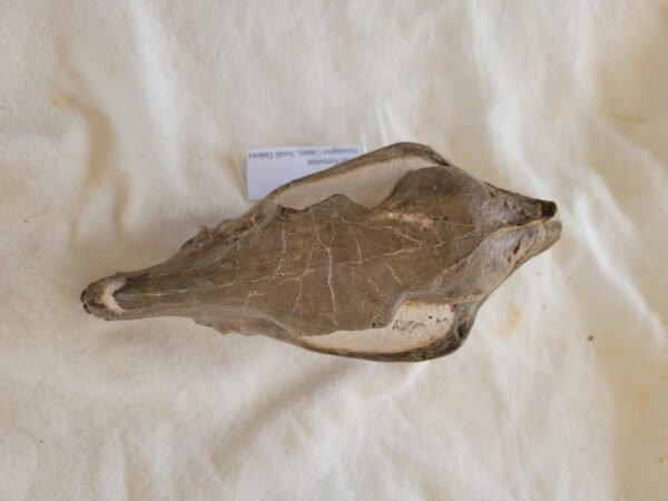 A bird skull on top of the bed