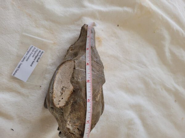 A piece of animal bone with a measuring tape on it.