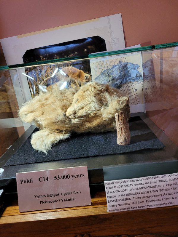 A display case with some kind of animal