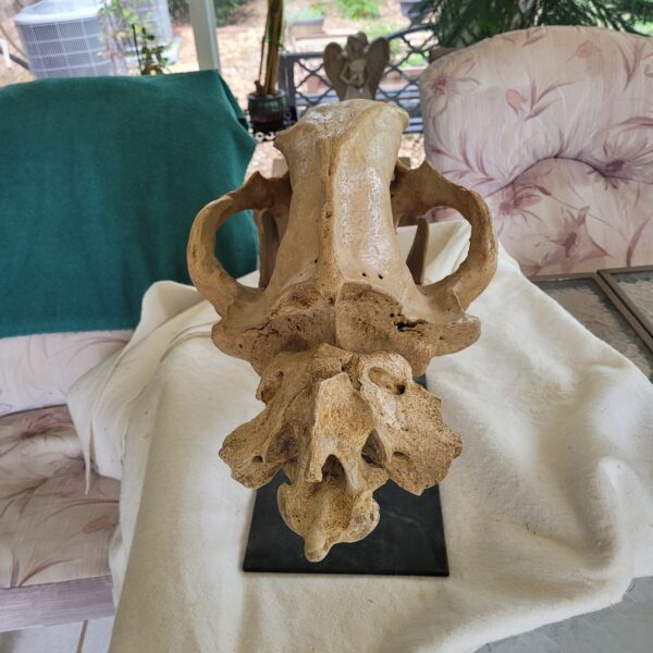 Amazing Size 20” Cave Bear Skull with Neck Verts 100% NO resto - Image 7