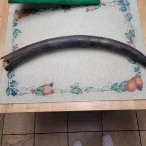 100% Original Pleistocene Juvenile  Wooly Mammoth 23" ALL NATURAL TIP plus More