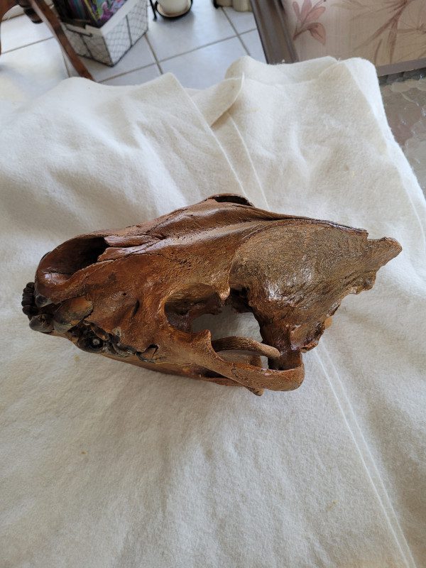 A small animal skull on top of a white cloth.