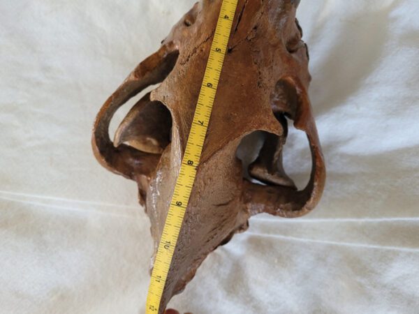 A large animal skull with a measuring tape around it.