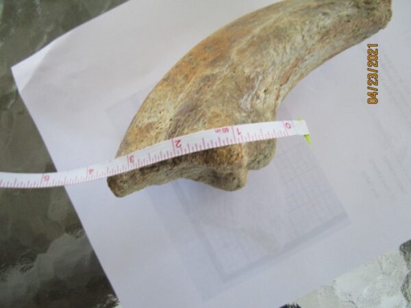 A large animal bone with a measuring tape around it.