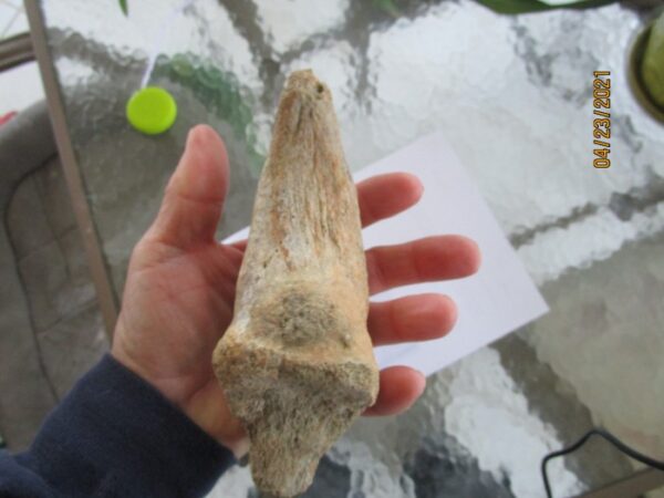 A person holding an animal tooth in their hand.