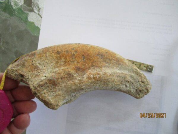 A piece of bread is shown with a measuring tape.