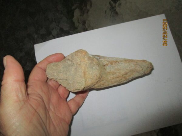 A hand holding an animal bone in front of a white background.