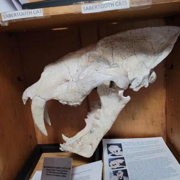 A white animal skull in a wooden box.
