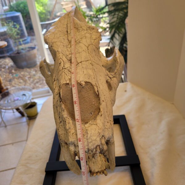 A large animal skull sitting on top of a table.