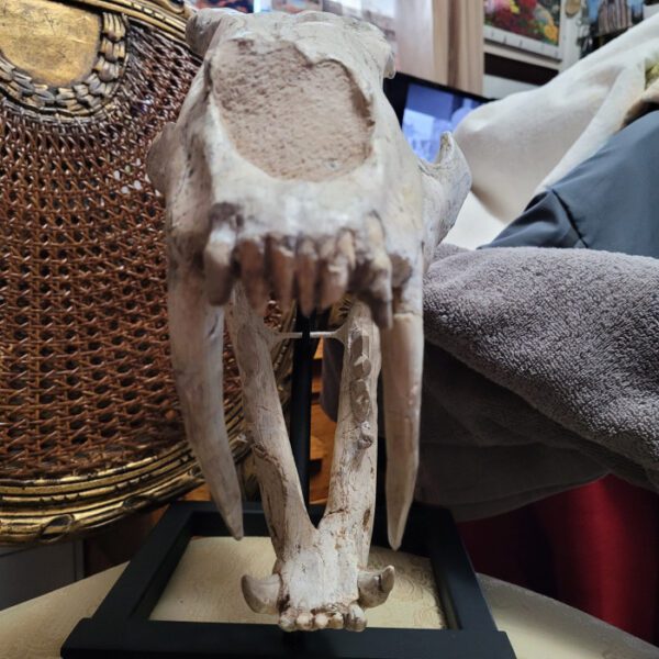 A close up of an animal skull on display