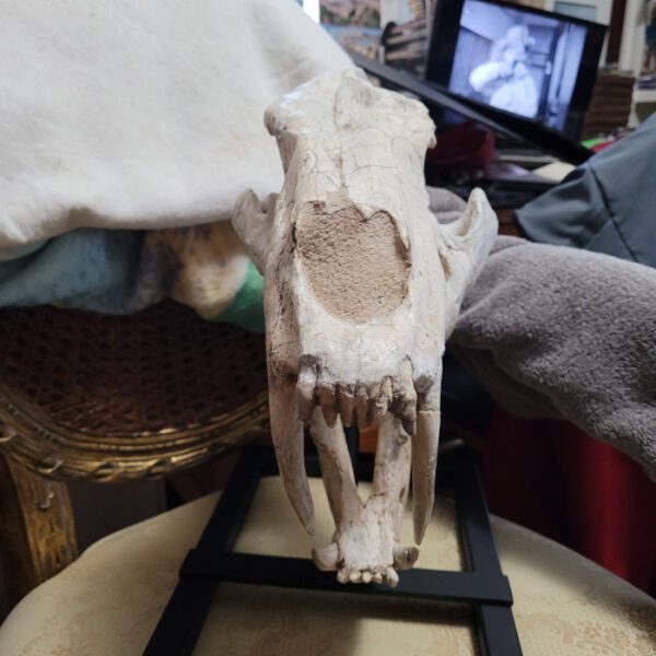A skull of an animal on top of a table.