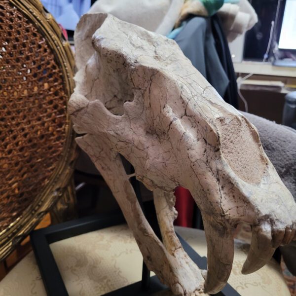 A close up of the skull of an animal