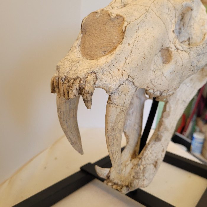 A close up of the teeth on an animal skull