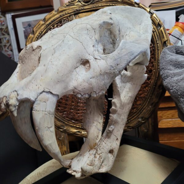 A skull of an animal with horns on top.