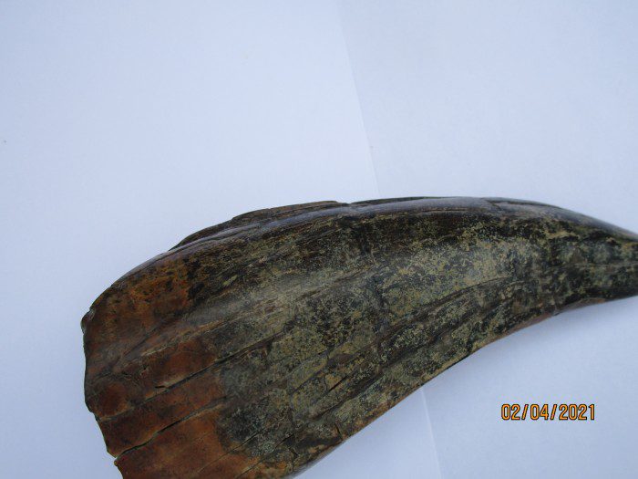 A close up of the side of an animal 's horn.