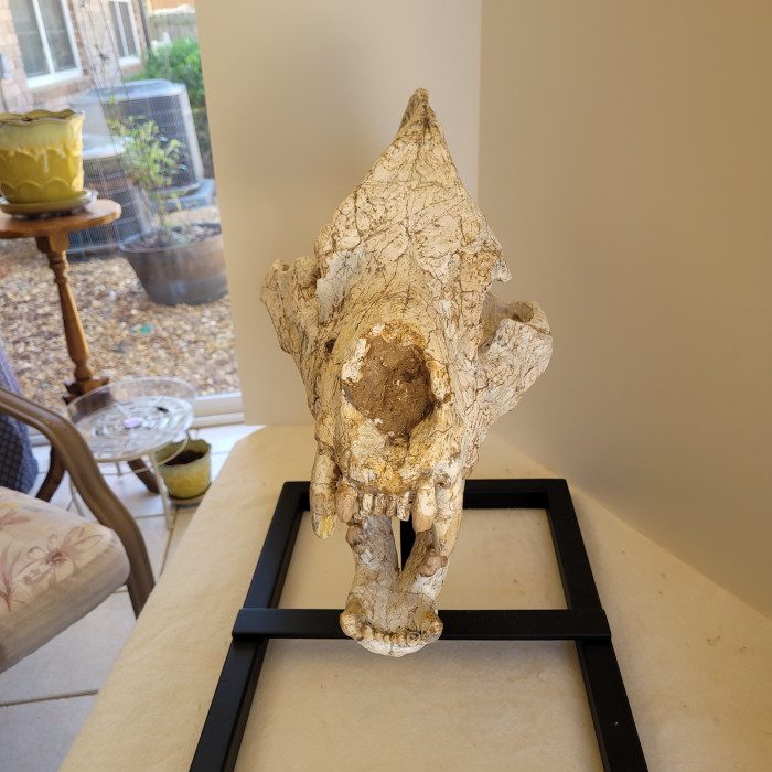 A skull is sitting on top of a table.