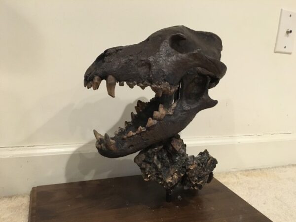 A black animal skull with teeth and sharp teeth.