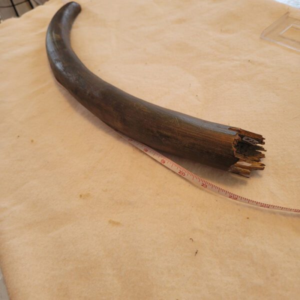 A large piece of wood with a long tail.