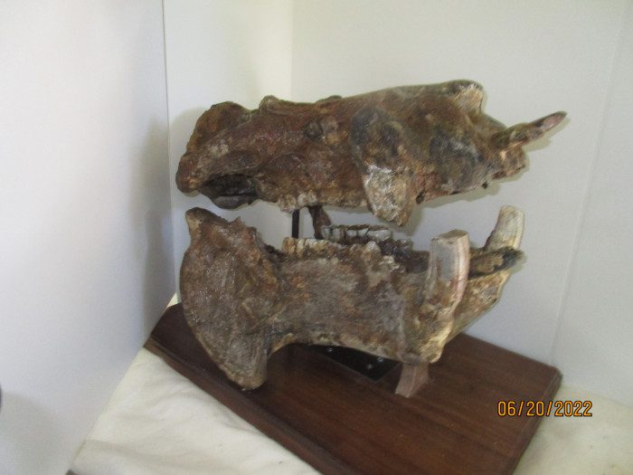 A pair of rhinoceroses are on display in the corner.