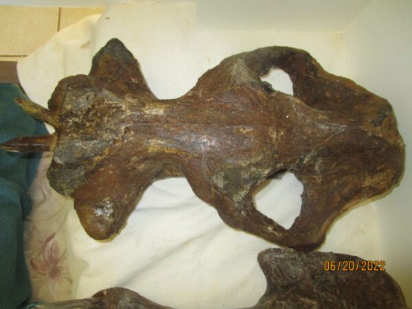 A piece of wood with some sort of animal on it